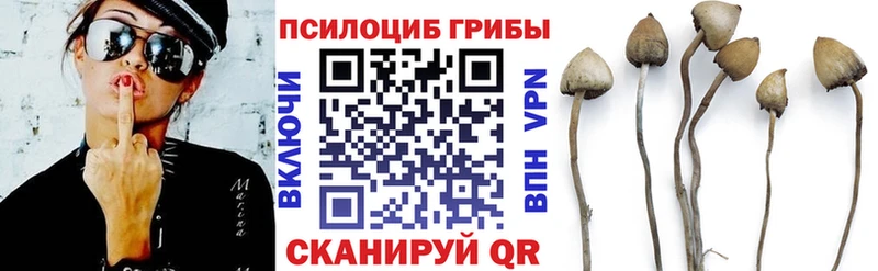 купить цена Череповец Псилоцибиновые грибы мицелий
